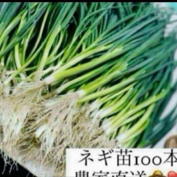 福岡県産 ネギ苗100本