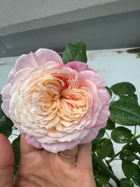 ピンク系のバラ バラ苗 Contanc* rose