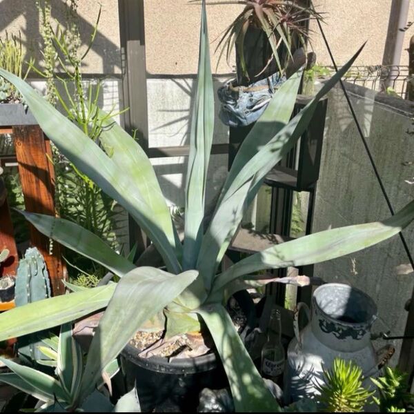 アガベ ウェベリー 黒ポット付き 観葉植物 A