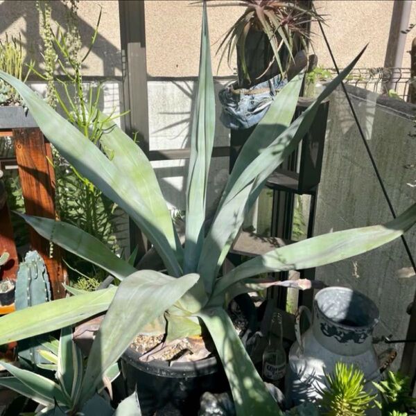 アガベ ウェベリー 黒ポット付き 観葉植物