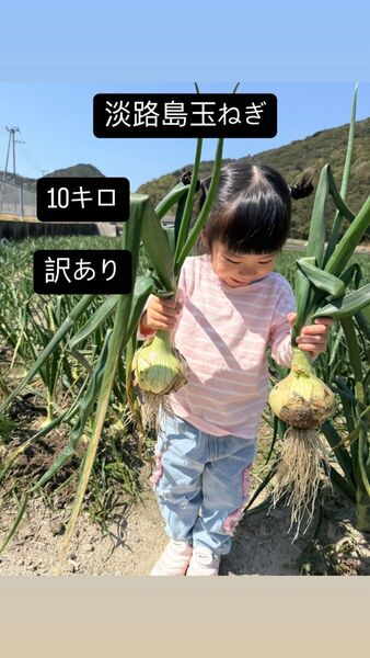 【訳あり】淡路島玉ねぎ10キロ