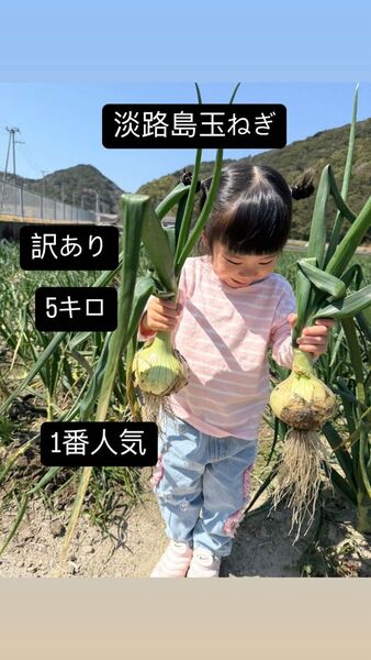 【訳あり】淡路島玉ねぎ5キロ 1番人気