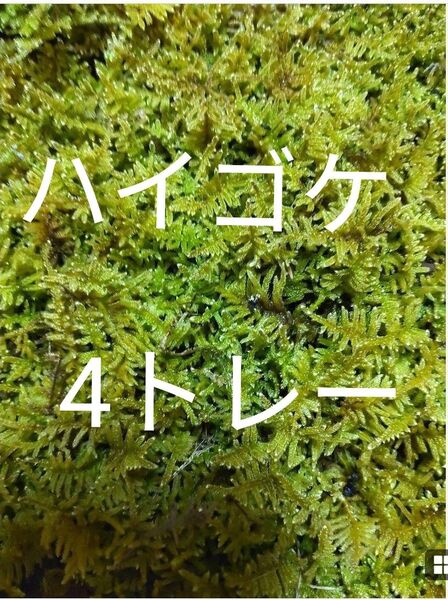 ハイゴケ 4トレー 苔玉 苔 苔リウム 苔テラリウム