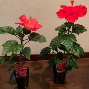 ハイビスカス 鉢植え 2個セット レッド ピンク 正規品 ポットごと発送