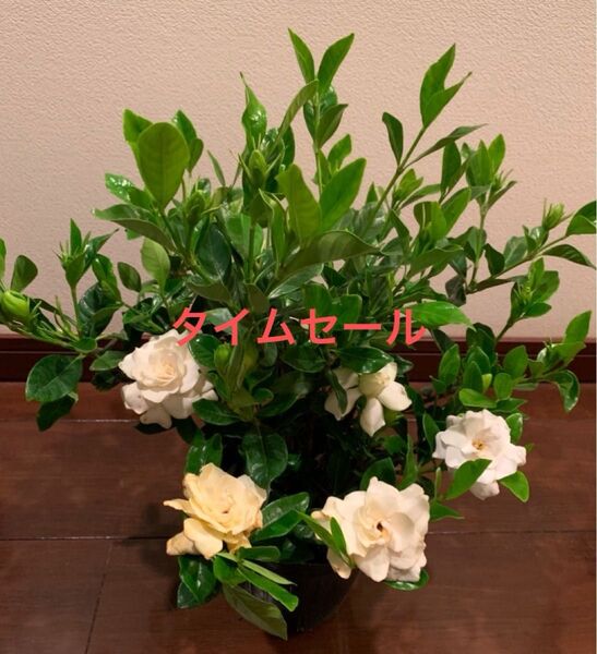 【新入荷】 クチナシ八重咲き 甘香り 蕾たくさんあり ポットごと発送