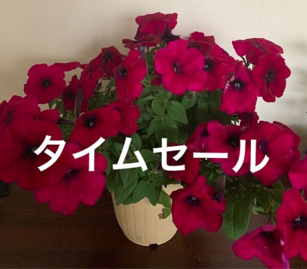 ペチュニア 鉢植え ピンク ポットごと発送 開花中 高さ約35cm 横幅約45cm