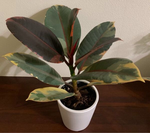 運気アップ観葉植物 フィカス・ルビー 斑入りゴムの木 鉢ごと発送 新芽あり