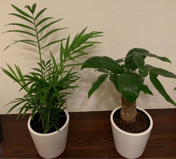 【新入荷】金運アップ観葉植物 パキラ&テーブルヤシ 2鉢セット 空気洗浄 新芽あり 鉢ごと発送