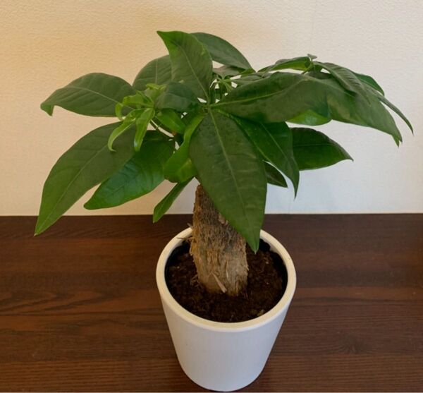 金運アップ観葉植物 パキラ 鉢植え 空気洗浄効果 新芽あり 鉢ごと発送