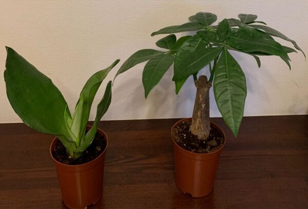運気アップ観葉植物パキラとサンスベリア ムーンシャイン2点セット 空気洗浄効果 鉢ごと発送 新芽あり