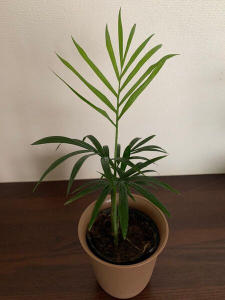運気アップ観葉植物テーブルヤシ 空気洗浄 ポットごと発送