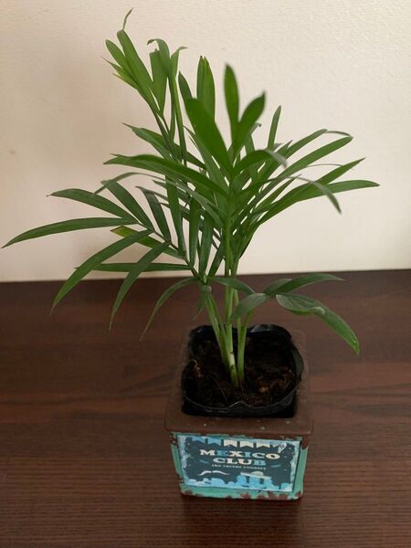 運気アップ観葉植物テーブルヤシ 空気洗浄 ポットごと発送