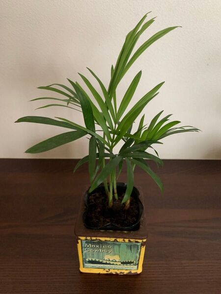 運気アップ観葉植物テーブルヤシ 空気洗浄 ポットごと発送