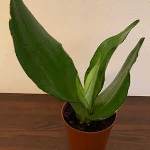 【希少】サンスベリア ムーンシャイン 空気洗浄効果 鉢ごと発送 新芽あり