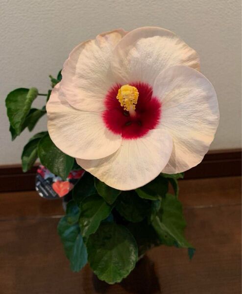 ハイビスカスの鉢植え ロングライフシリーズ 正規品 鉢ごと発送 蕾あり