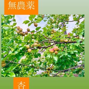 無農薬 あんず 1キロ
