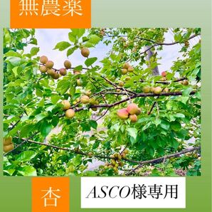 無農薬 杏 アプリコット 1.5キロ