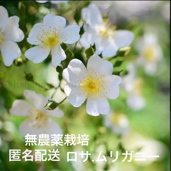 無農薬栽培 ロサ.ムリガニー 苗木 バラ