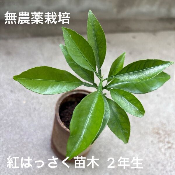 無農薬栽培 紅はっさく 苗木2年生