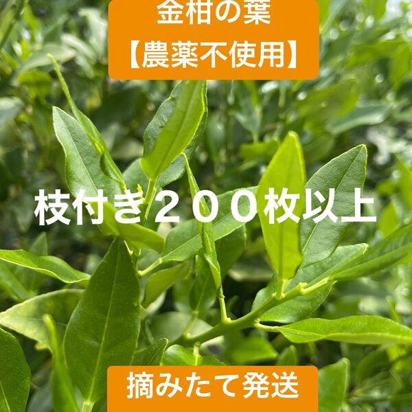 金柑の葉【アゲハ蝶の幼虫の餌】 200枚以上 農薬不使用 ネコポス 新鮮 若葉