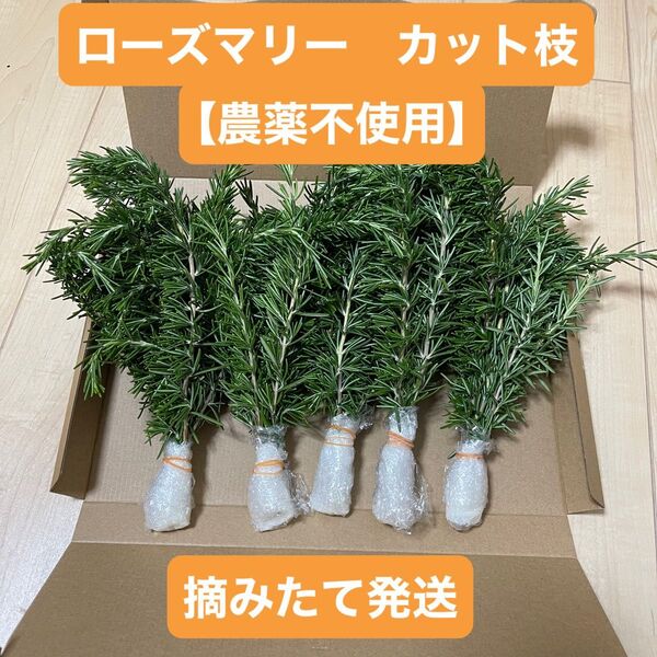 ローズマリー【農薬不使用】 カット枝 30本 ネコポス 摘みたて発送 新鮮
