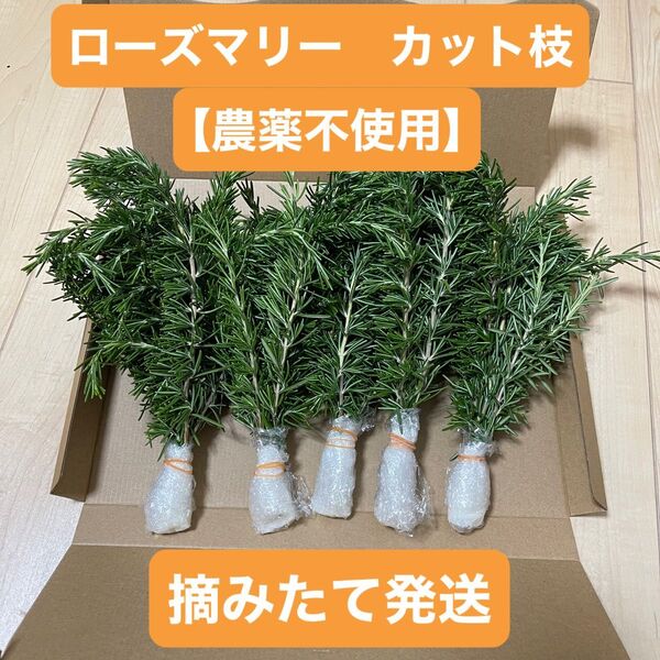 ローズマリー【農薬不使用】 カット枝 30本 ネコポス 摘みたて発送 新鮮