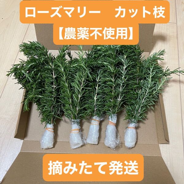 ローズマリー【農薬不使用】 カット枝 30本 ネコポス 摘みたて発送 新鮮