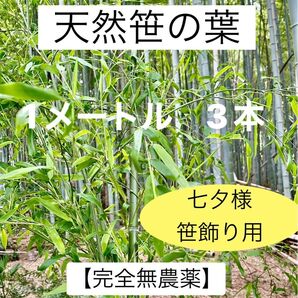 笹の葉【完全無農薬】 約1メートル 3本 七夕 笹飾り 新鮮