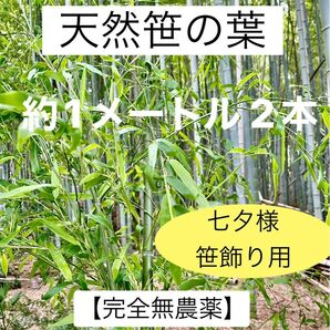 笹の葉【完全無農薬】 約1メートル 2本 七夕 笹飾り 新鮮