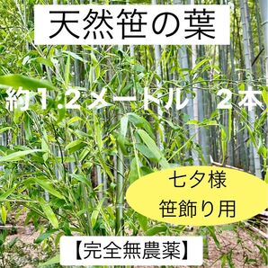 笹の葉【完全無農薬】 約1.2メートル 2本 七夕 笹飾り 新鮮