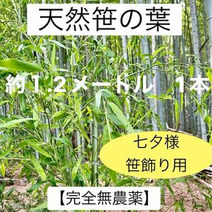 笹の葉【完全無農薬】 約1.2メートル 1本 七夕 笹飾り 新鮮