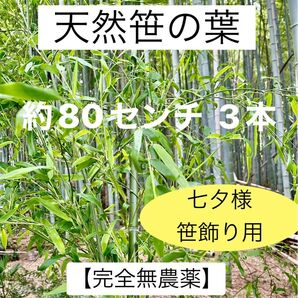 笹の葉【完全無農薬】 約80センチ 3本 七夕 笹飾り 新鮮