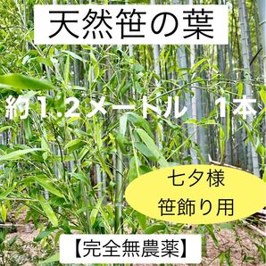 笹の葉【完全無農薬】 約1.2メートル 1本 七夕 笹飾り 新鮮