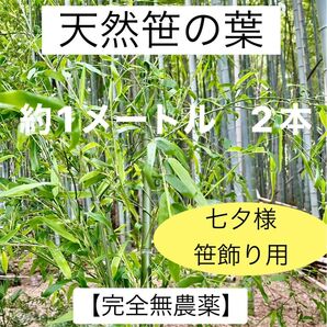 笹の葉【完全無農薬】 約1メートルセンチ 2本 七夕 笹飾り 新鮮