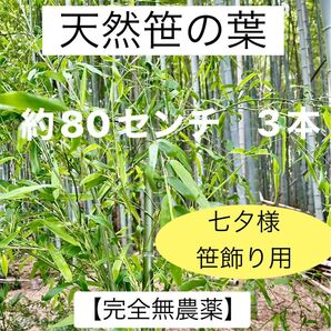笹の葉【完全無農薬】 約80センチ 3本 七夕 笹飾り 新鮮