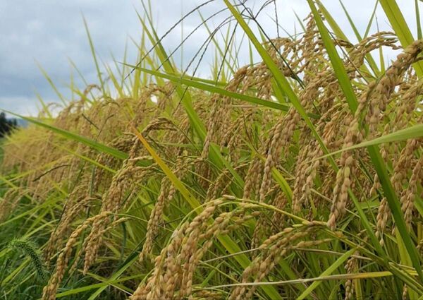 令和6年度 茨城県産コシヒカリ10kg 新米 あぜ掛け 小田掛け 天日干し 精米済み 新米