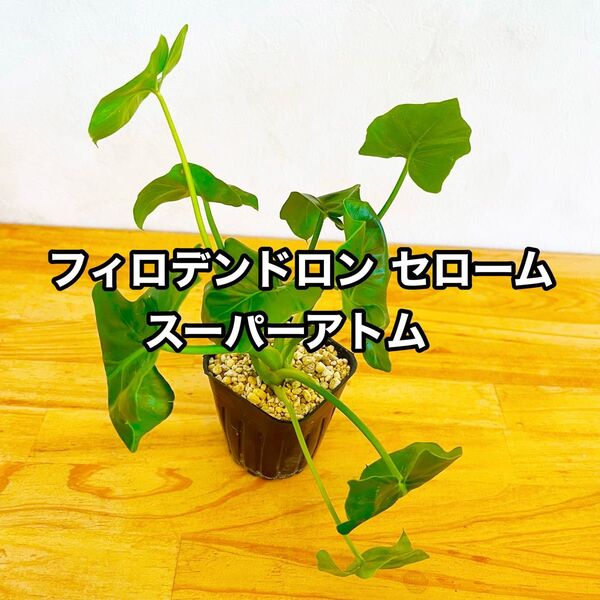 フィロデンドロン セローム スーパーアトム ②