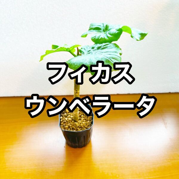 フィカス ウンベラータ ①