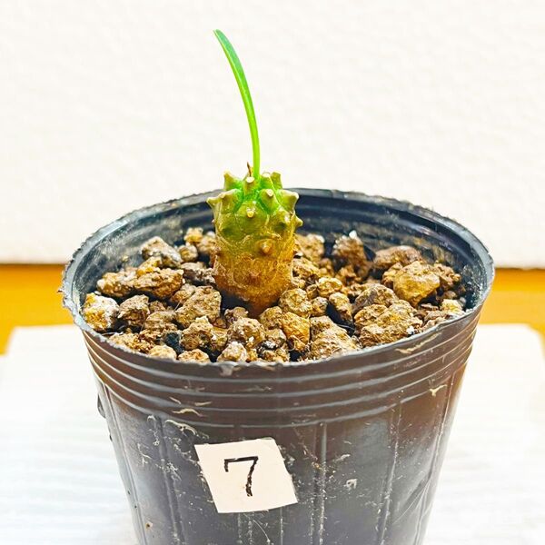 多肉植物 ユーフォルビア 峨眉山 子株 ⑦