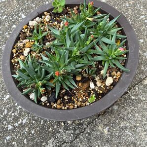 多肉植物ベルゲランサス3時草