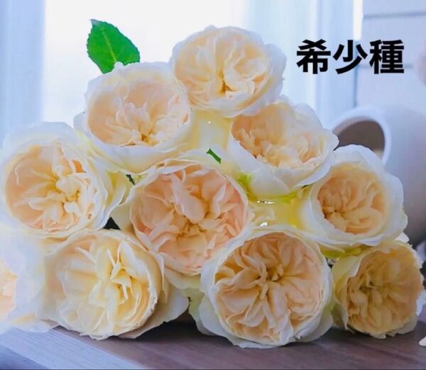 バラ苗 希少種 DA