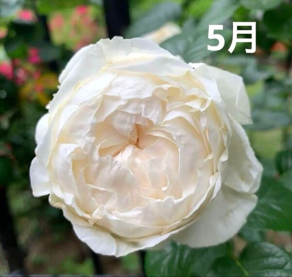ホワイトバラ苗 丸カップ咲き ラスト1苗 超強健種