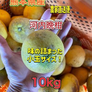 熊本県産 河内晩柑 小玉サイズ