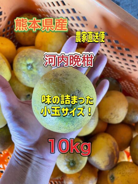 熊本県産 河内晩柑 小玉サイズ
