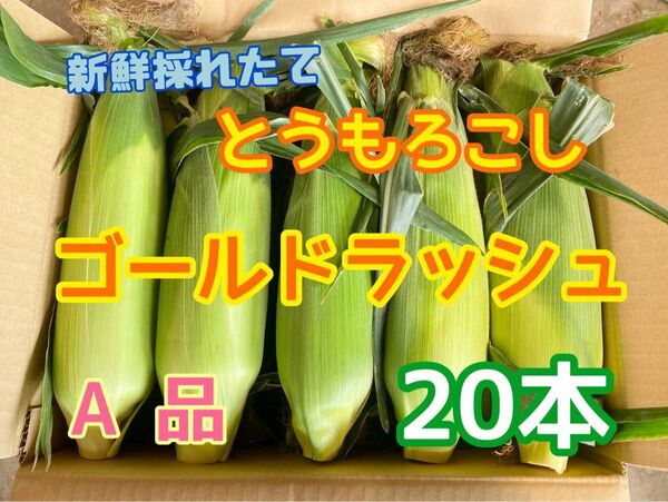 収穫日即日発送 朝採りとうもろこし20本 新鮮ゴールドラッシュ L〜2L相当