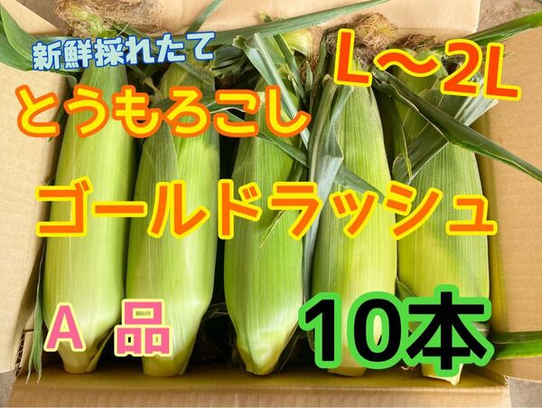 収穫日即日発送 朝採りとうもろこし10本 新鮮ゴールドラッシュ L〜2L相当