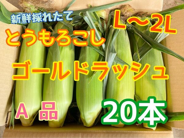 収穫日即日発送 朝採りとうもろこし20本 新鮮ゴールドラッシュ L〜2L相当