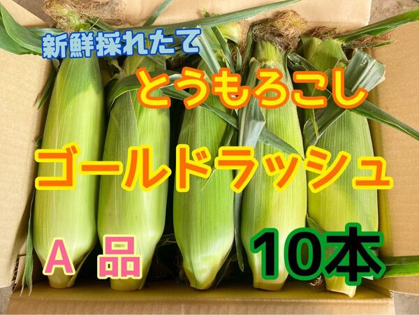 収穫日即日発送 朝採りとうもろこし10本 新鮮ゴールドラッシュ サイズ混合