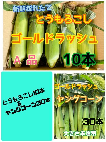 収穫日即日発送 朝採りゴールドラッシュとうもろこし10本&ヤングコーン30本 新鮮