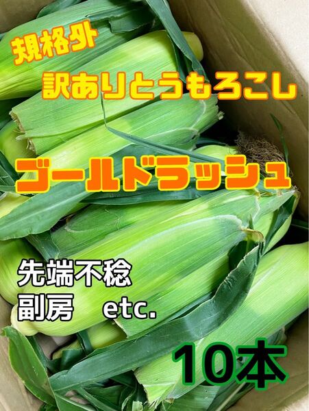6/11本日発送 朝採り訳ありとうもろこし10本 規格外スィートコーン Lサイズ〜